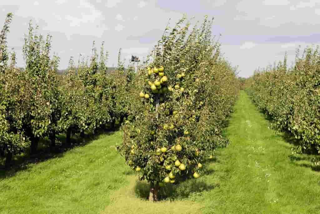 Fruit Tree Farms Tree Farming Information Farms